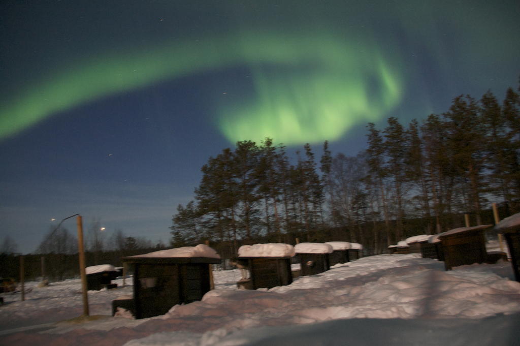 Birk Husky - guesthouse&cabins Svanvik Eksteriør billede